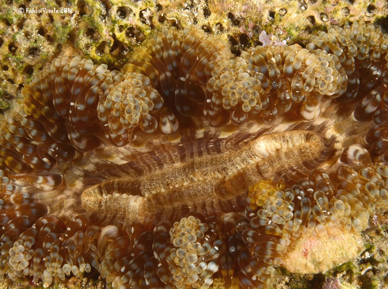 Cereus pedunculatus